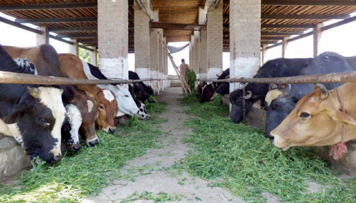 مویشیوں میں کھرکی بیماری کی روک تھام کیلئے مہم شروع