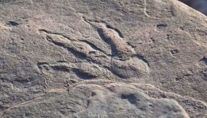 برطانیہ: چار سالہ بچی نے بائیس کروڑ سال قدیم ڈائنوسار کے قدموں کے نشان دریافت کرلیے
