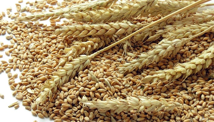 پنجاب حکومت گندم کی امدادی قیمت بڑھانے پر تیار