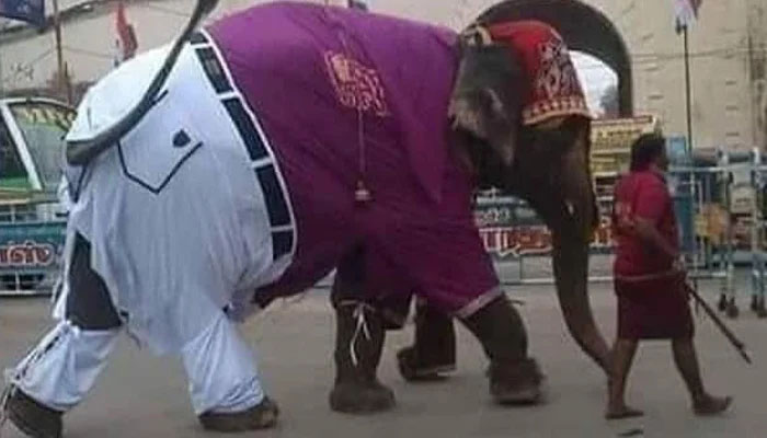 ہاتھی کی پینٹ شرٹ پہنےتصویرسوشل میڈیا پر وائرل 
