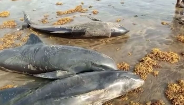  گھانا کے ساحل پر 80 سے زائد مردہ ڈولفن ملی، تحقیقات شروع