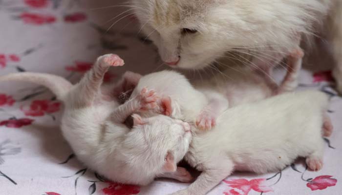   ترکی: اسپتال میں بلی نے 6 بچوں کو جنم دیا