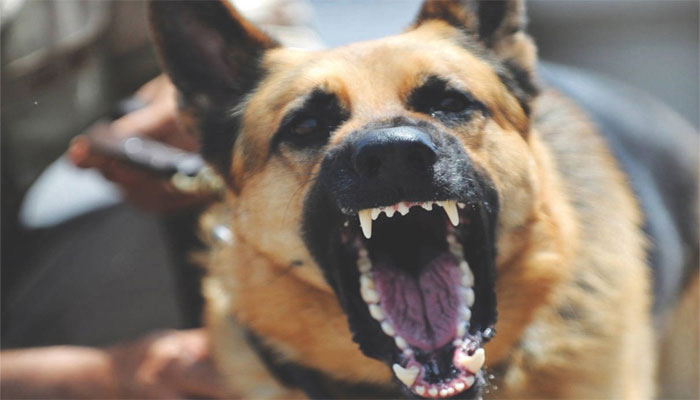 گھوٹکی: معمر خاتون پر آوارہ کتے کا حملہ