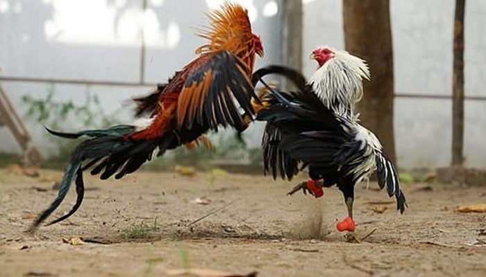 ڈسکہ این اے 75: انتخابی دنگل کیلئے مرغوں کا نمائشی دنگل سج گیا