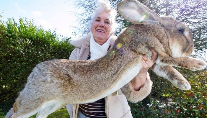  دنیا کا سب سے لمبا خرگوش چوری ہو گیا