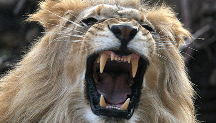 سعودی عرب: ریاض میں پالتو شیر نے مالک کو ہلاک کردیا