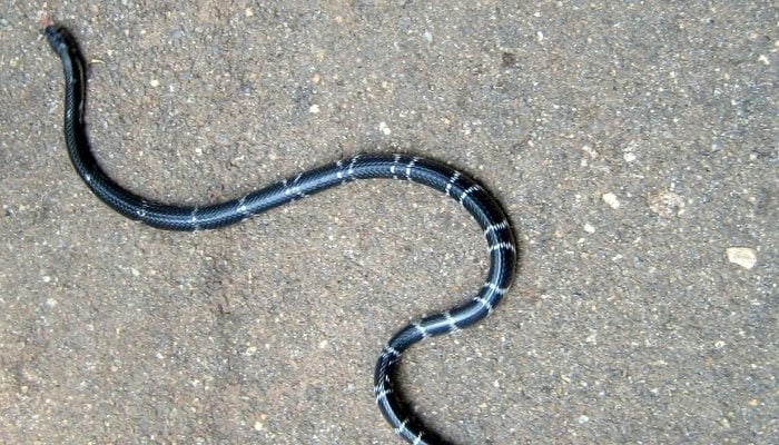  بجلی کے میٹر میں 4 فٹ لمبا سانپ گھس گیا 