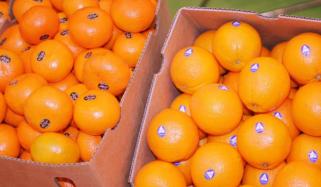 کینو کی ایکسپورٹ کا ریکارڈ قائم