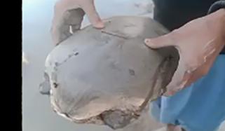 دیہاتیوں نے ڈولفن کو خطرناک جانور سمجھ کر ماردیا