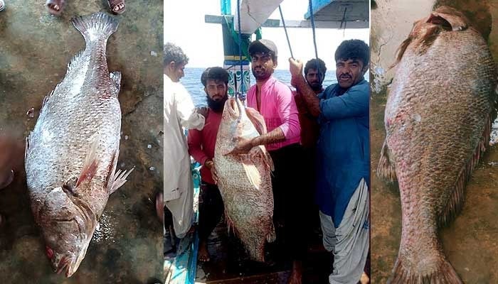 جیوانی کےسمندر سے ملنے والی نایاب مچھلی 86 لاکھ 40 ہزار روپے میں فروخت