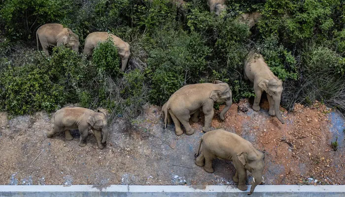 چین ہاتھیوں کے جھنڈ نے فصلیں تباہ کردیں