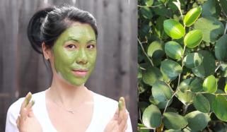 بیری کے پتوں کے استعمال کے حیران کُن فوائد