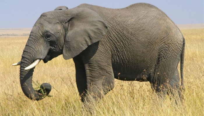 دُنیا کا سب سے بڑا جانور ’ہاتھی‘ کتنے سال تک زندہ رہ سکتا ہے؟