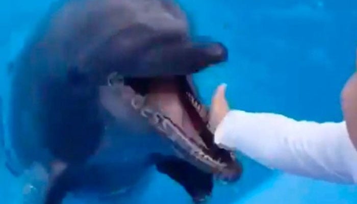 ڈولفن نے بچے کا ہاتھ چبا ڈالا، ویڈیو وائرل