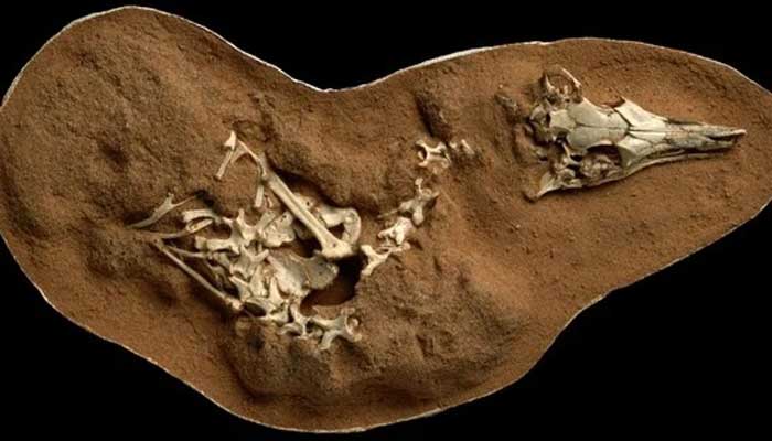 ڈائنوسار کے 110ملین سال قدیم قدموں کے نشان دریافت