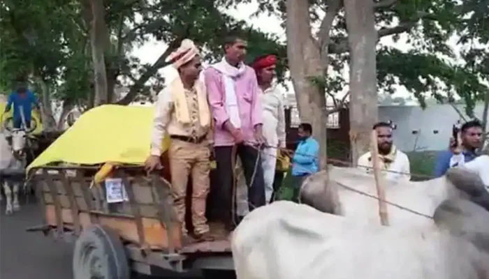 بھارت :بیل گاڑی پر جانے والی انوکھی بارات