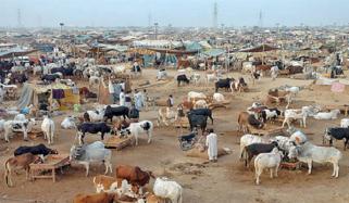 مویشی منڈی کے اطراف رہائش پذیر افراد کا دیرینہ مسئلہ حل ہوگیا