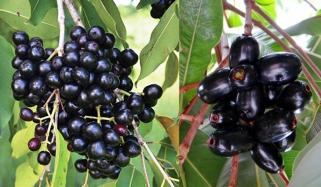 گرمیوں کا پھل جامن کھانا کیوں ضروری ہے؟