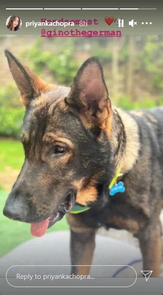 Priyanka Chopra melts hearts in latest pic as she reunites with her pet Diana