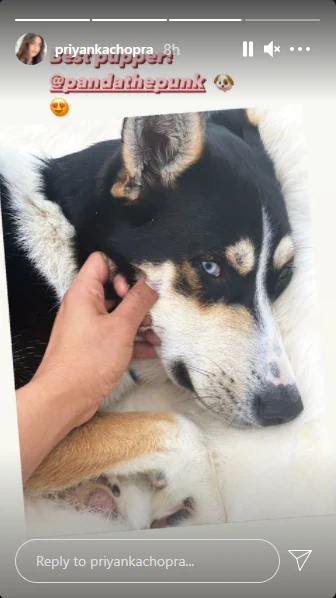 Priyanka Chopra melts hearts in latest pic as she reunites with her pet Diana