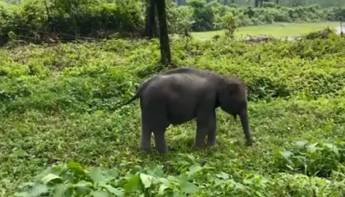 ہاتھی نے بہترین گھاس کے انتخاب کا ہنر سیکھ لیا، ویڈیو وائرل