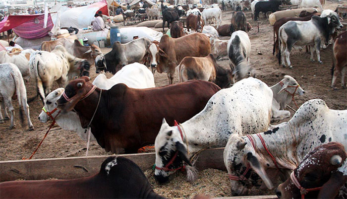 کراچی: مویشی منڈیوں میں جانے والوں کو کورونا ویکسین کارڈ دکھانا ہوگا، محکمہ داخلہ سندھ