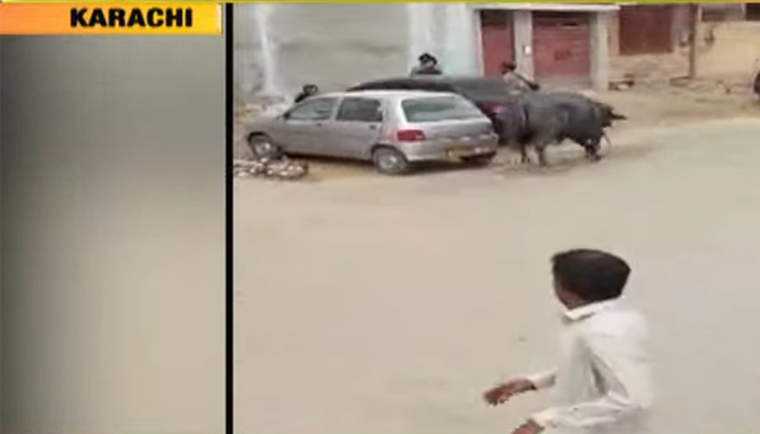 کراچی: اسکیم 33 میں قربانی کیلئے لایا گیا بھینسا بپھر گيا