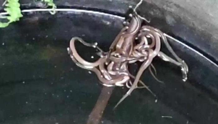 بھارت :کنویں سے 15 چھوٹے کوبرا سانپ برآمد
