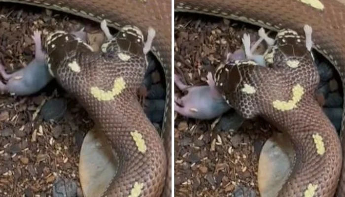 دو منہ والے خطرناک سانپ کی ویڈیو وائرل