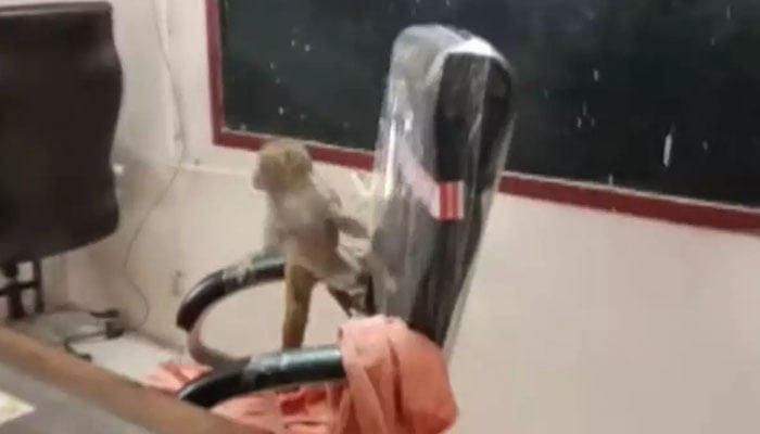 بندر نے اسکول پرنسپل کی کرسی سنبھال لی