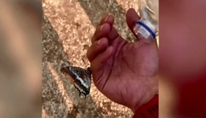ترکی کے جنگلات میں آگ، پیاسی تتلی کی امدادی کارکن کے ہاتھ سے پانی پینے کی ویڈیو وائرل