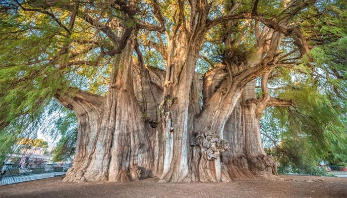 میکسیکو میں دنیا کا سب سے موٹے تنے کا حامل درخت