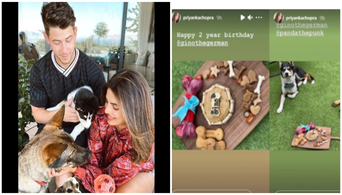 Priyanka Chopra, Nick Jonas’s pet Gino turns 2, actress shares snap of his fancy birthday cake