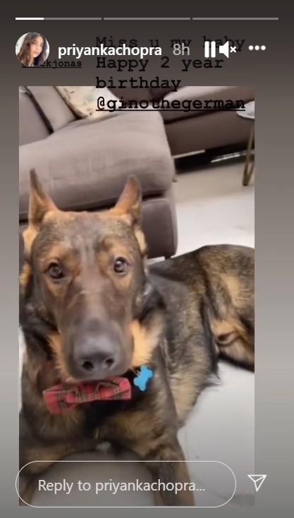 Priyanka Chopra, Nick Jonas’s pet Gino turns 2, actress shares snap of his fancy birthday cake