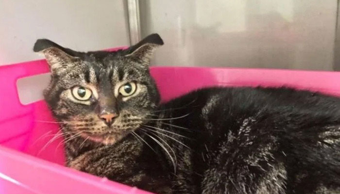 52 روز تک بند گھر میں تنہا رہ جانے والی بلی زندہ بچ گئی