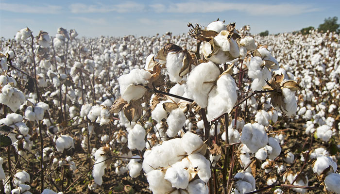 کپاس کی قیمتوں میں غیر معمولی مندی کا رجحان ہے، چیئرمین کاٹن جنرز فورم