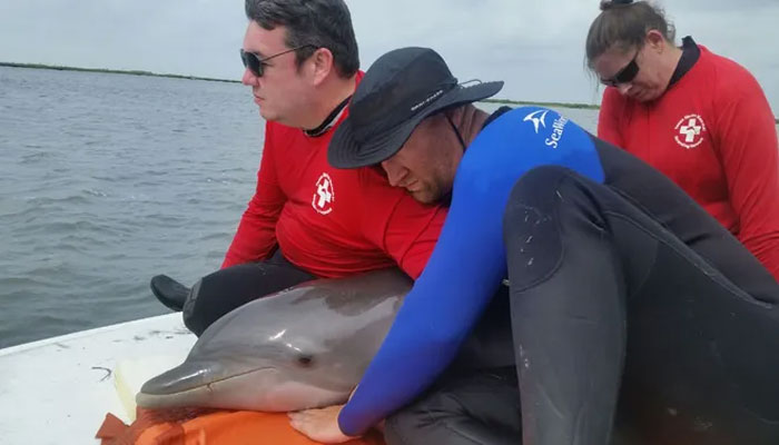 امریکا: ٹیکساس میں کم گہرے پانی میں پھنسی ڈولفن کو واپس سمندر میں پہنچادیا گیا
