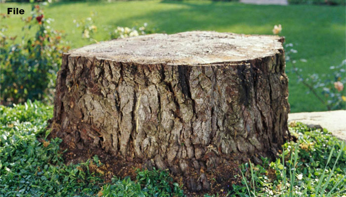 اسٹیل ملز کی شاہراہ پر 40 سال پرانے درختوں کی کٹائی