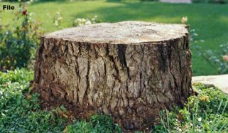 اسٹیل ملز: 40 سال پرانے درخت کٹ گئے