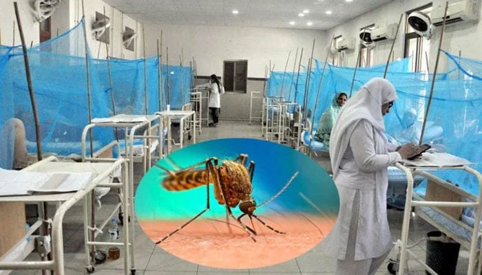 راولپنڈی: 24 گھنٹوں میں مزید 27 افراد ڈینگی وائرس کا شکار