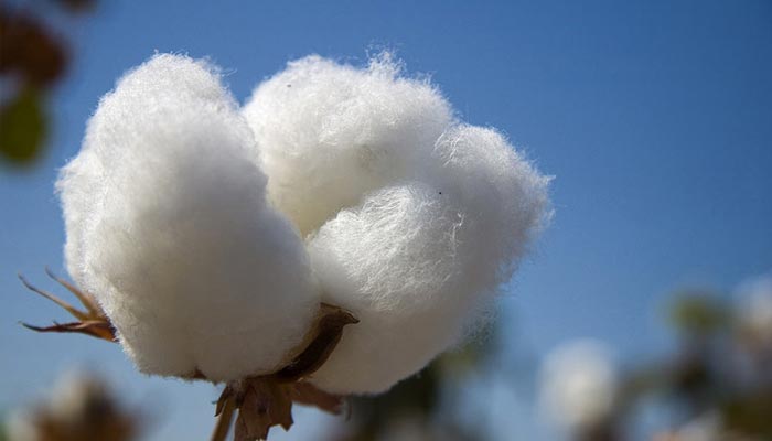 ایک من روئی کی قیمت تاریخ کی بلند ترین سطح پر