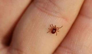 رواں سال کانگو وائرس کے 6 کیسز رپورٹ ہوئے، محکمہ صحت سندھ