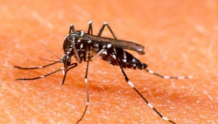 سندھ: 60 افراد میں ڈینگی وائرس کی تصدیق