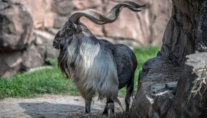 شکار پر پابندی کے باوجود 868 مارخور کم ہوگئے