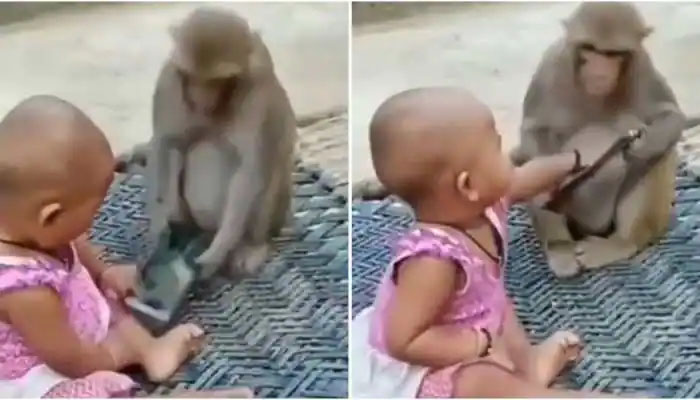 بندر اور بچی کی موبائل چھیننے کی دلچسپ ویڈیو وائرل