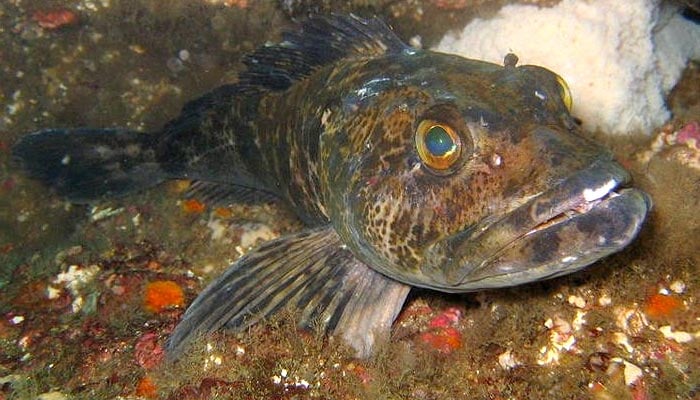 انتہائی تیز دھار دانتوں کی حامل اس مچھلی کی خاص بات کیا ہے؟