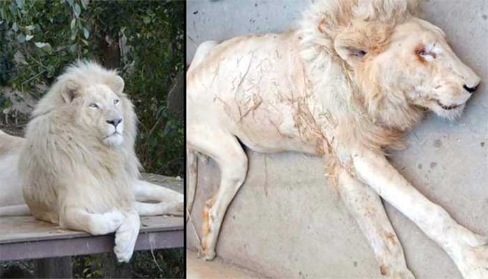 کراچی چڑیا گھر میں سفید شیر کی ہلاکت، غفلت کا مرتکب افسر معطل