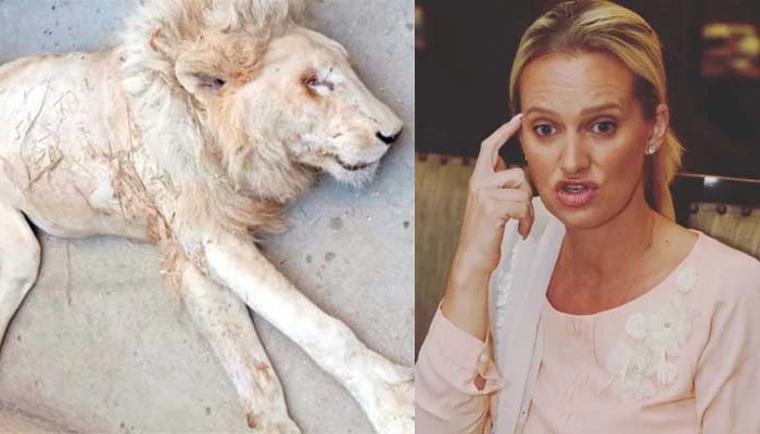 کراچی چڑیا گھر میں سفید شیر کی ہلاکت پر شنیرا شدید برہم