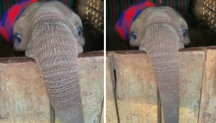 ہاتھی کے بچے کی کھیلتے ہوئے ویڈیو وائرل