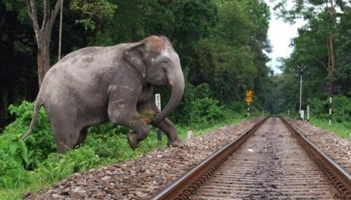 بھارت :2 ہاتھی ٹرین کی ٹکر سے ہلاک